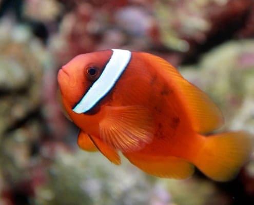 fire tomato hybrid clownfish