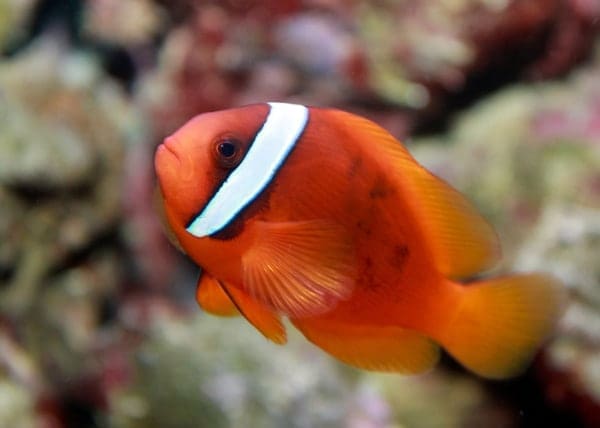 fire tomato hybrid clownfish