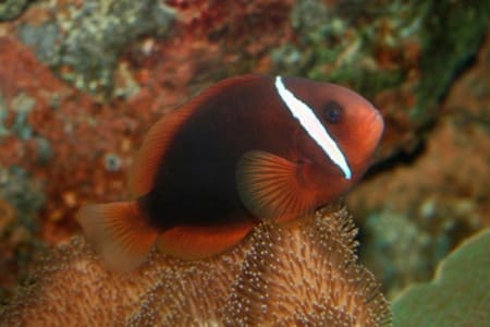 fire tomato hybrid clownfish for sale