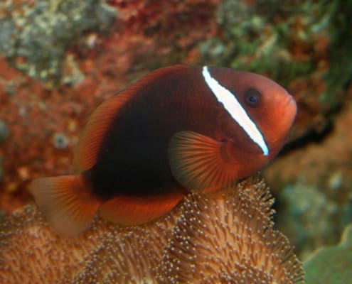 fire tomato hybrid clownfish for sale