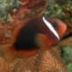 fire tomato hybrid clownfish for sale