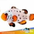 frostbite clownfish