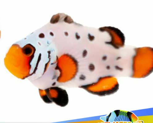 frostbite clownfish