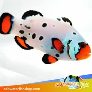 clownfish for sale