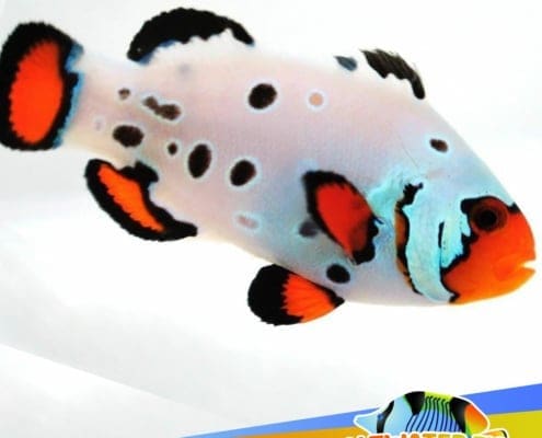 frostbite clownfish for sale