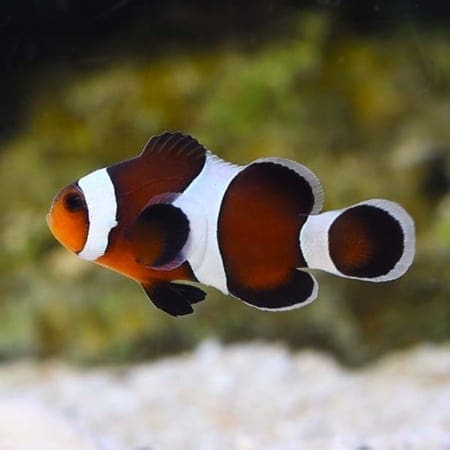 chocolate mocha clownfish for sale