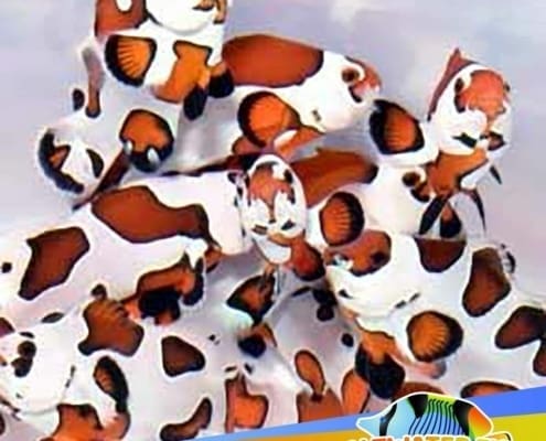 Orange storm clownfish