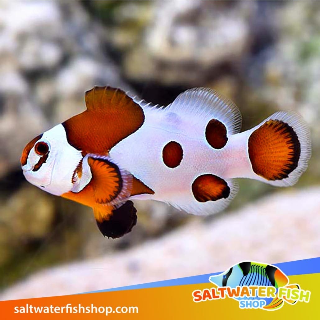 clownfish for sale