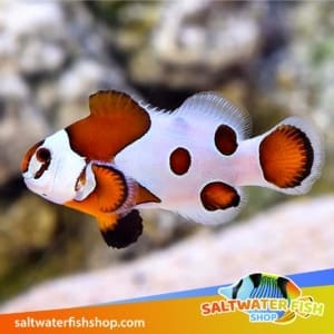 orange storm clownfish