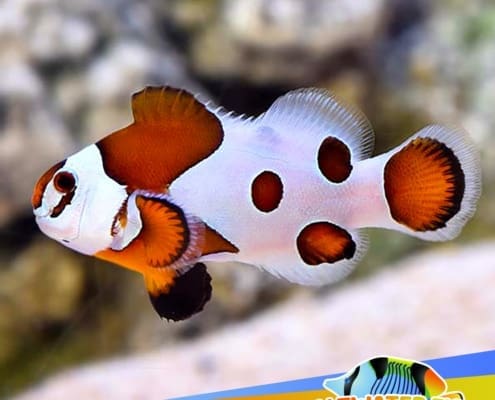 orange storm clownfish