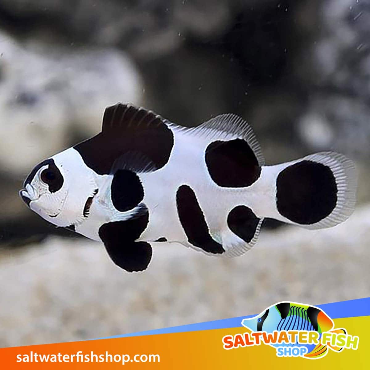 Black Storm clownfish for sale  baby black storm clown fish for sale