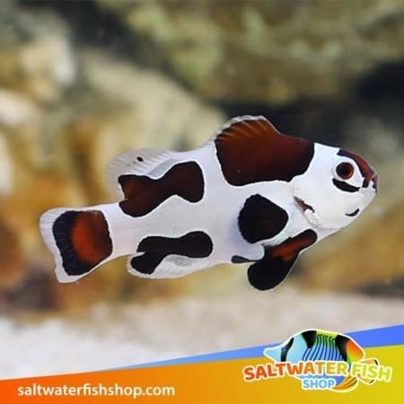 mocha storm clownfish