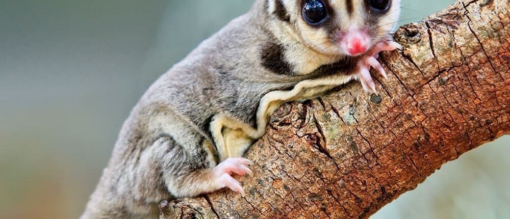 sugar glider