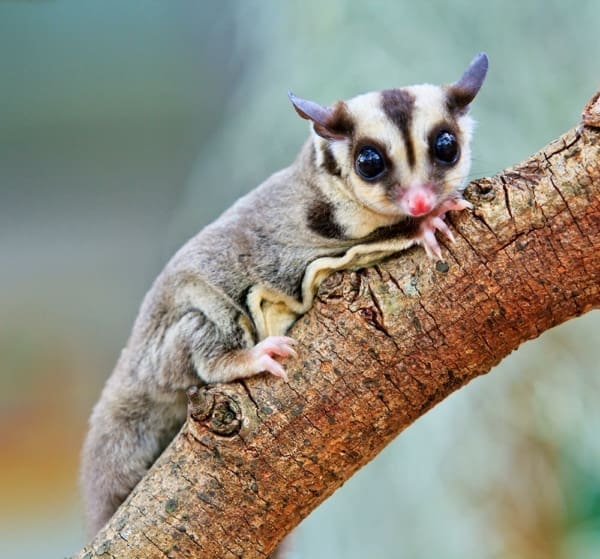 Sugar Glider Size How Big Are Sugar Gliders Sugar Glider Length