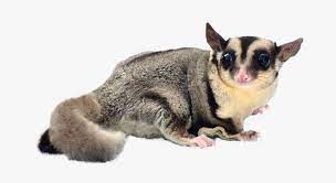 sugar glider behavior