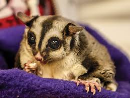 sugar glider breeding