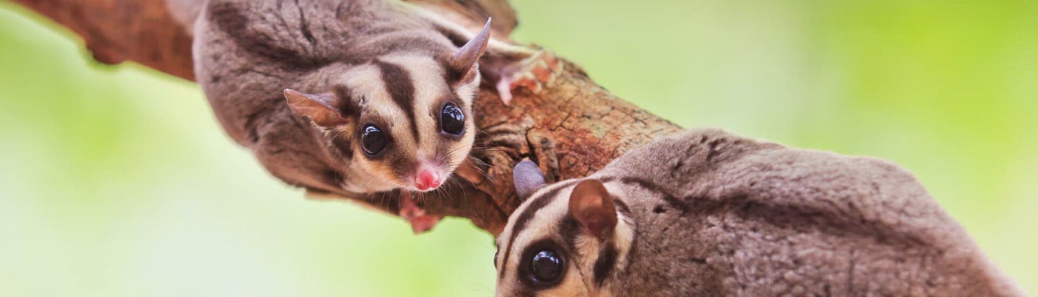 sugar glider cage