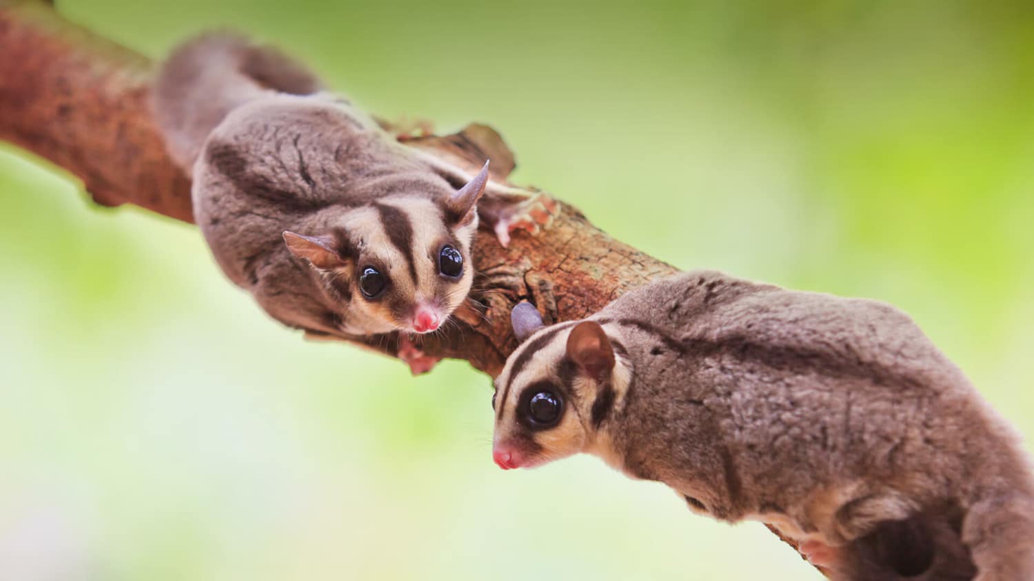 Sugar Glider Temperament Sugar Glider Behavior Sugar Glider Personality