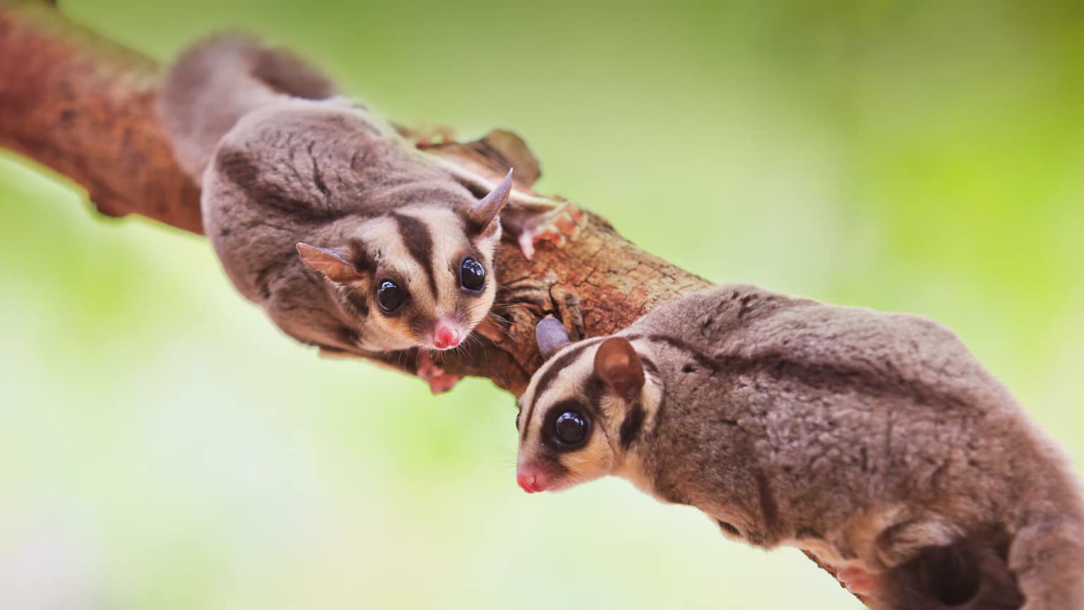 Sugar Glider Lifespan Sugar Glider Life Expectancy