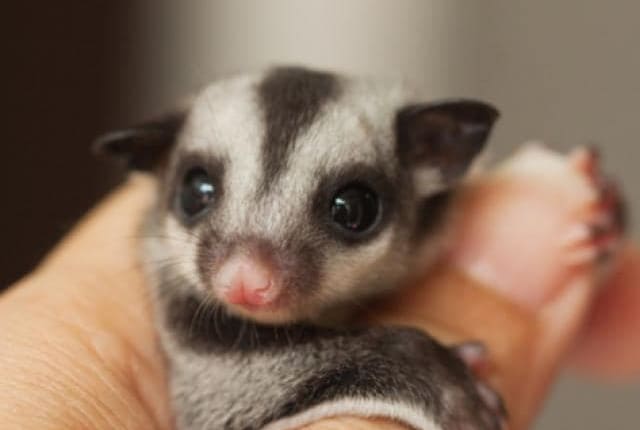 sugar glider care