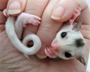 sugar glider care sheet