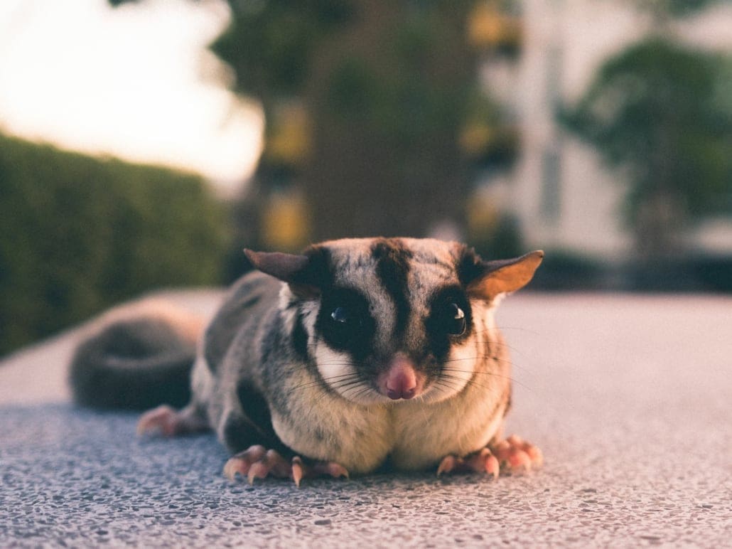 Sugar Glider Lifespan Sugar Glider Life Expectancy