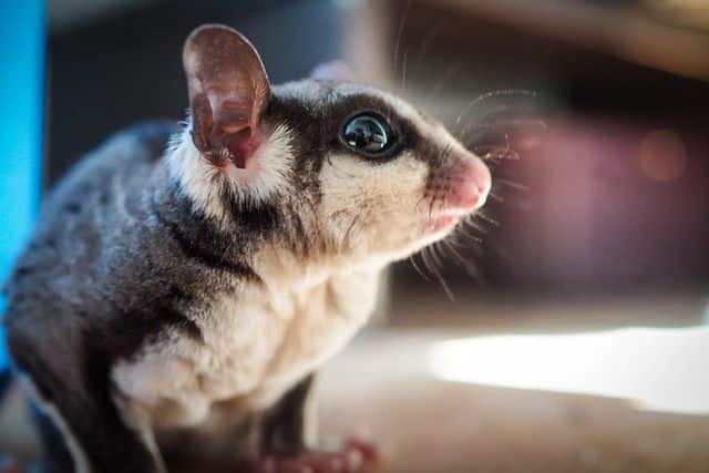 sugar glider feeding