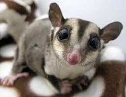 sugar glider for sale