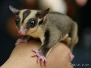 sugar glider habitat