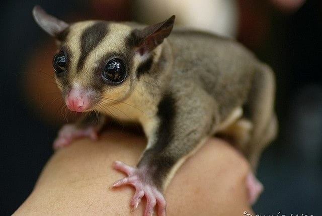 sugar glider habitat