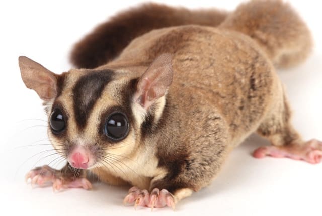 sugar glider lifespan