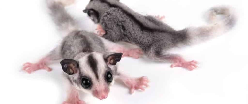 sugar glider origin