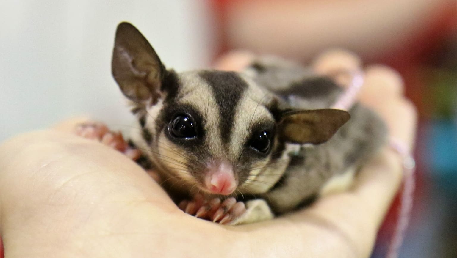 sugar glider for sale near me sugar glider for sale near me