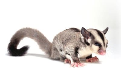 sugar glider temperament