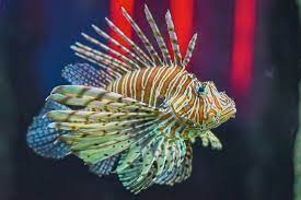 how to care for a lionfish