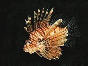 lionfish behavior