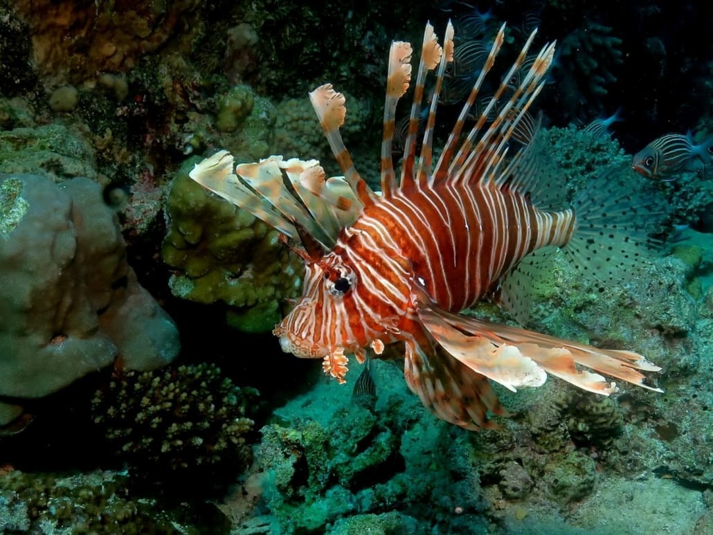 Lionfish Breeder Near Me Lionfish for Sale