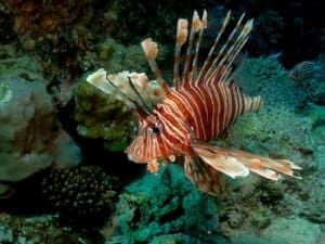 lionfish breeder