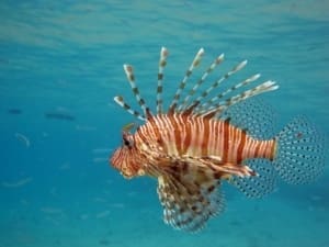 lionfish breeding