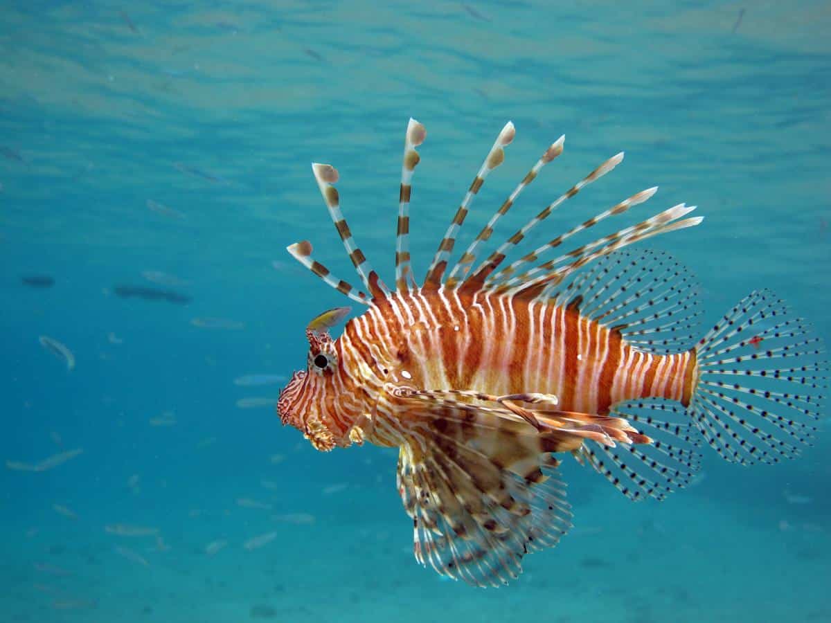 Lionfish Breeding Lionfish Breeder Near Me