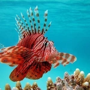 lionfish diet