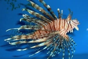 lionfish lifespan