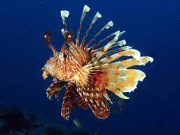 lionfish origin