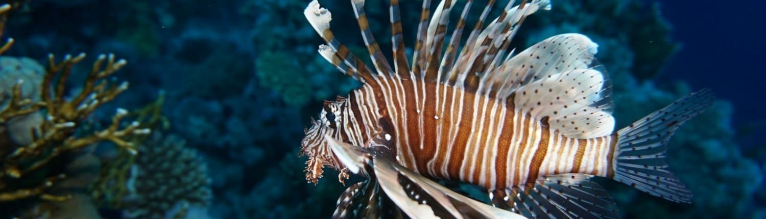 lionfish size