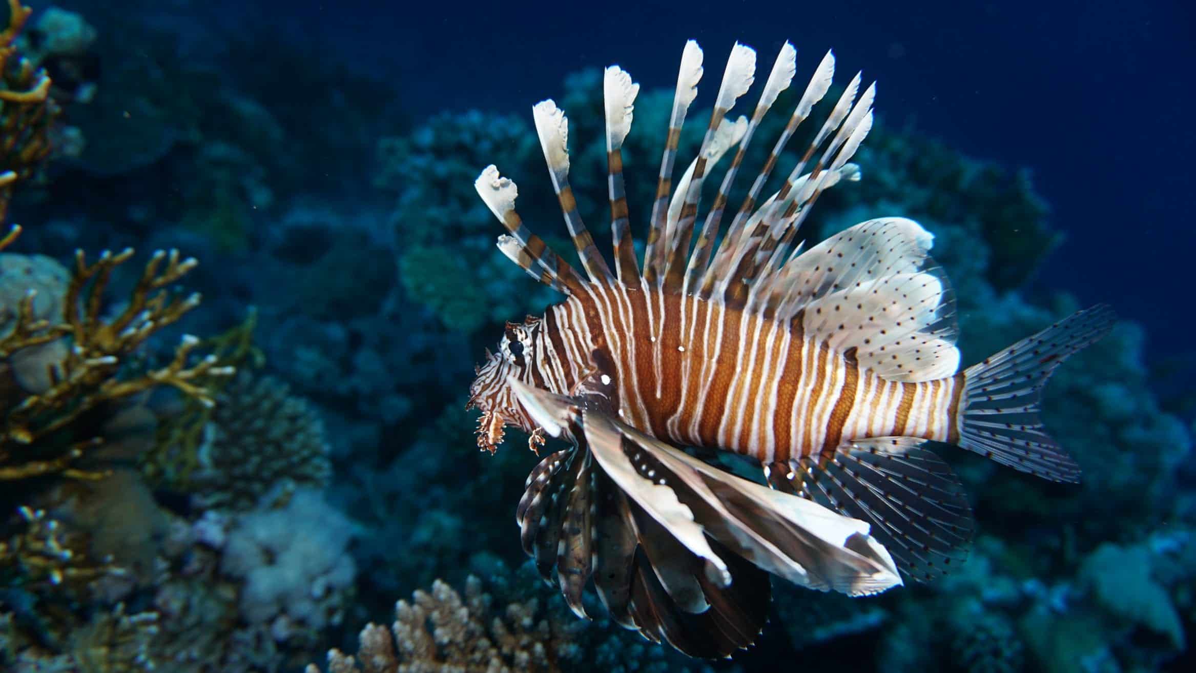 Lionfish care sale