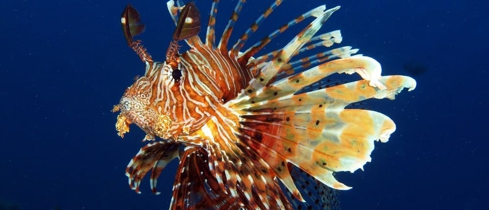 lionfish tank