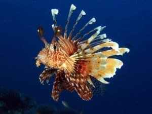 lionfish tank