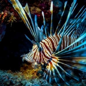 lionfish tank mates