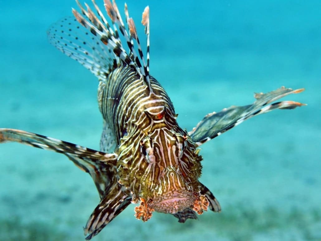 Lionfish Diet What to Feed a Lionfish