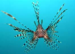 what to feed a lionfish